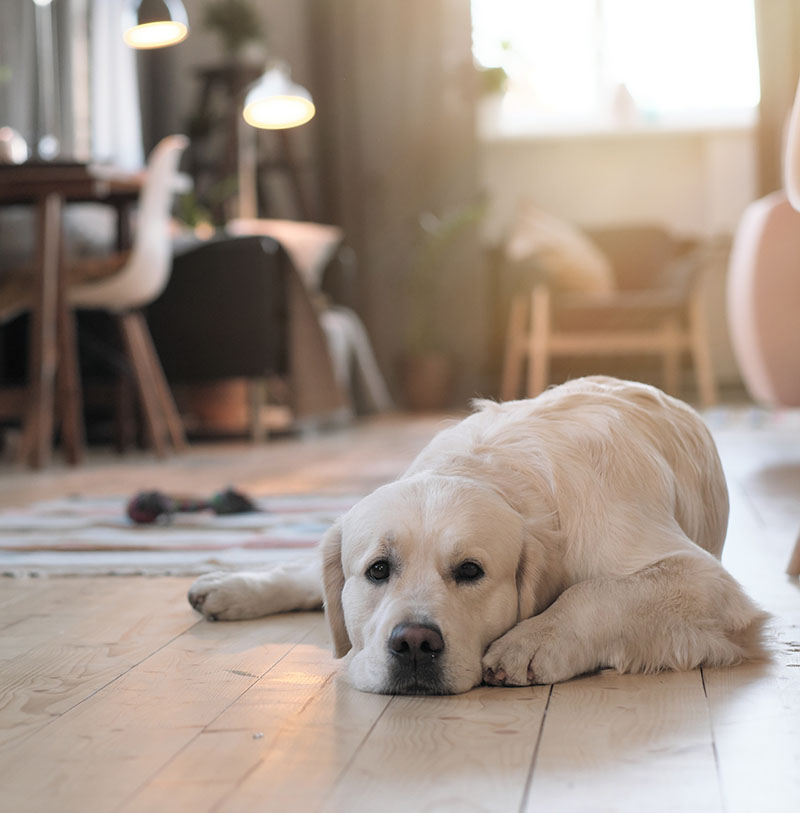 perro labrador acostado sobre piso de madera