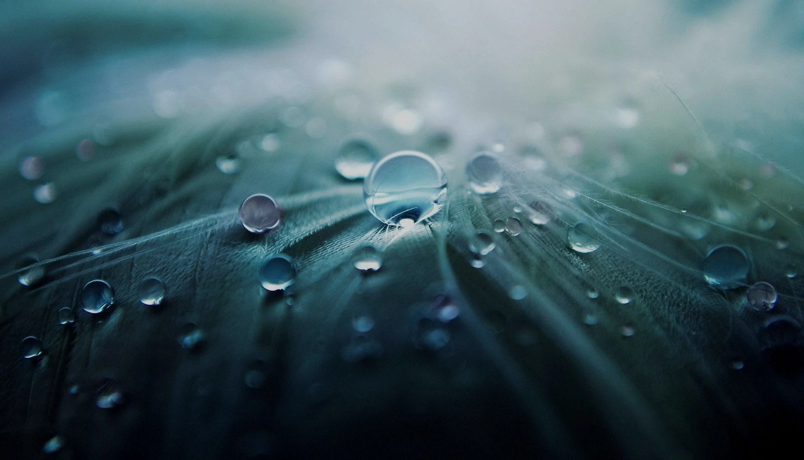 gotas de agua en una hoja