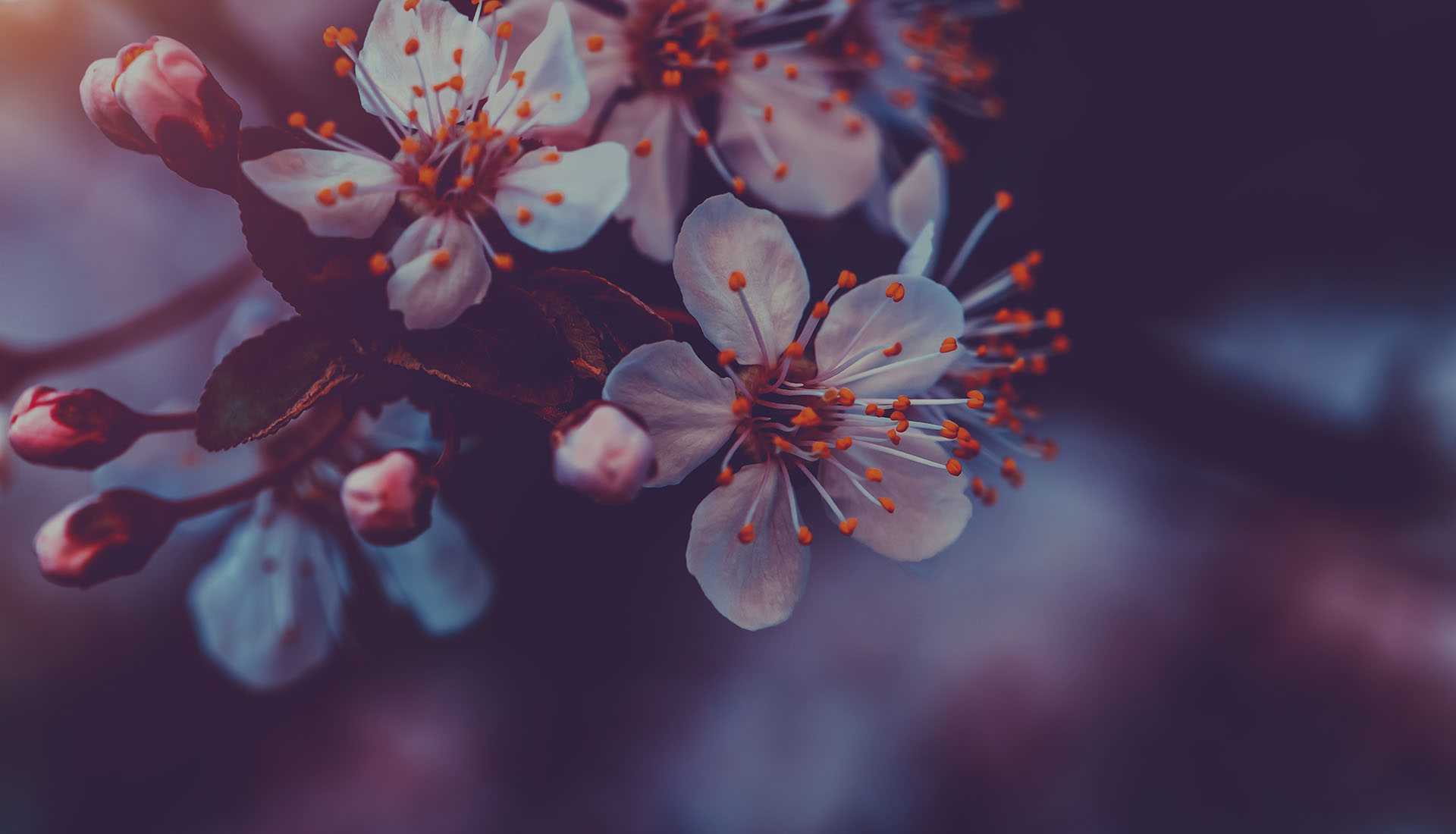 Flor de cerezo en estilo vintage, fondo natural abstracto, pequeñas flores blancas en la ramita de un árbol, belleza y frescura de la naturaleza primaveral.